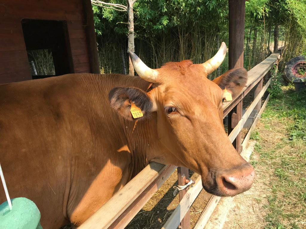 Allevamenti di qualità - Società agricola Montecanto